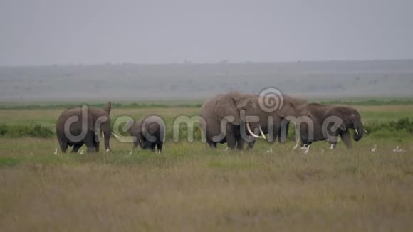 一家非洲大象在大草原的牧场上放着小草视频的预览图