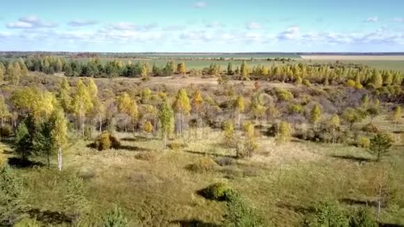 鸟眼飞行的花边黄色圆圈在灌木丛中的田野视频的预览图
