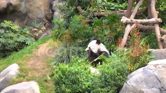 大熊猫在吃竹子视频的预览图