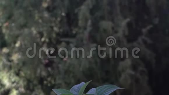 植物有红茎和绿叶在风中摇曳背景上有绿色的叶子向下滑动射击视频的预览图