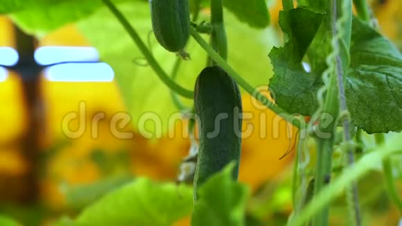 日落时分的黄瓜床无转基因植物素食食品两根绿而不是大黄瓜视频的预览图