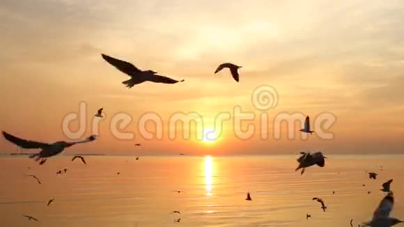 海鸥群在日落时飞过大海视频的预览图