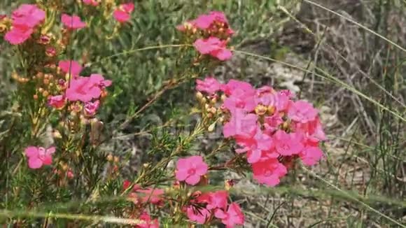 澳大利亚西部鲜艳的粉红色野花视频的预览图