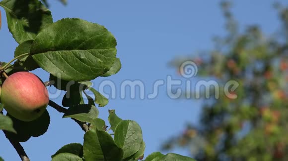 成熟的苹果长在嫩枝上绿色的叶子顶着蓝天改变焦点4K视频的预览图