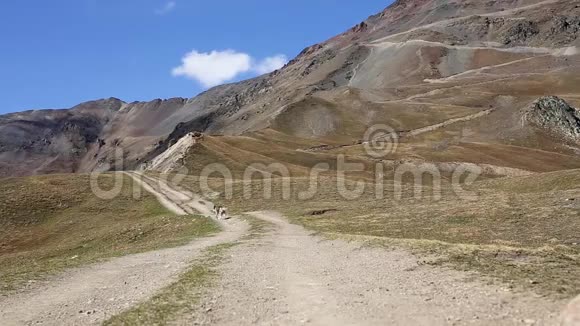 哈士奇狗走在山路上视频的预览图