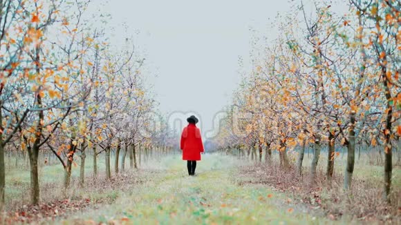 秋天穿着红色外套和帽子的女人独自走在苹果花园的树间女孩远离镜头视频的预览图