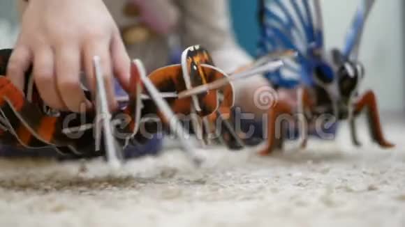 女孩玩蝴蝶和蚂蚁的三维拼图视频的预览图