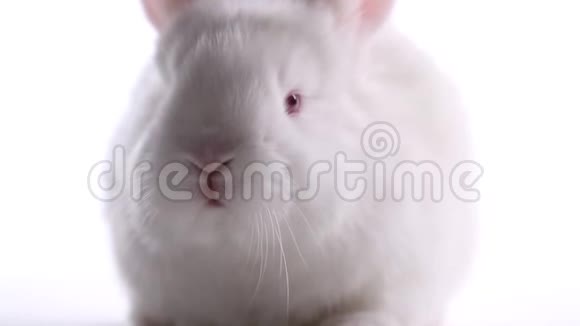 白兔在白色背景上移动鼻子视频的预览图