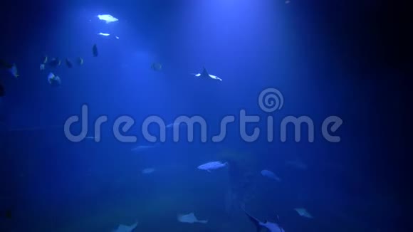 动物园的海洋公园黄貂鱼和鱼群在蓝色水族馆游泳视频的预览图