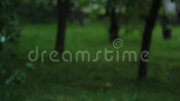 夏天一个果园里一只手把一把黄色的浆果抛在绿树的背景下贴在上面视频的预览图