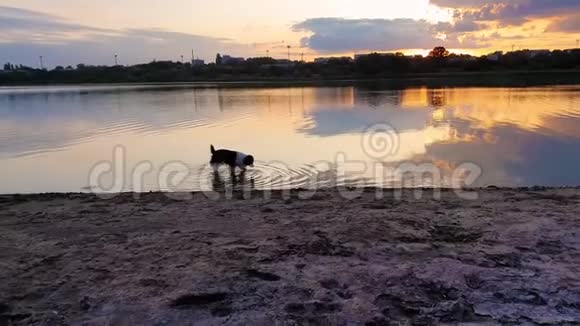 快乐的边境牧羊犬饮用的水来自一个池塘日落背景和湖面的倒影好奇的小狗宠物散步视频的预览图
