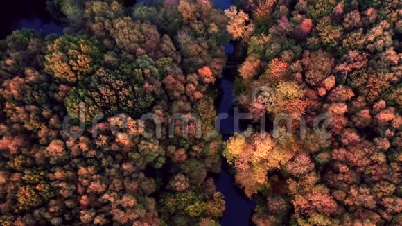 秋季森林的俯视图视频的预览图