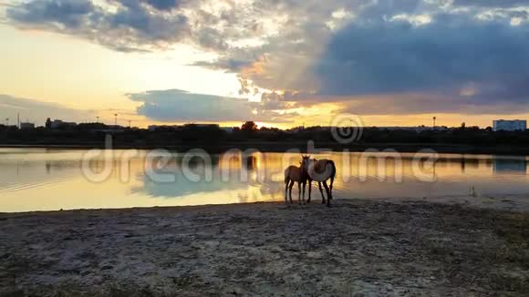 两匹棕色的马幼驹和他的母亲在夕阳背景下喝着水湖面上有倒影视频的预览图