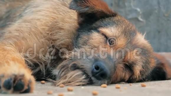 孤独的流浪狗躺在地板上躲避忍受饥饿的悲惨生活无家可归动物收容所视频的预览图