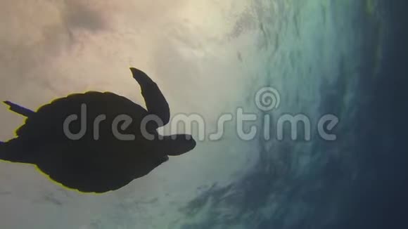 海龟的轮廓绿海龟在平静的阳光下的海面上游泳视频的预览图