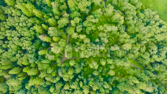 欧洲背景混合落叶林夏季绿树空中俯视图视频的预览图