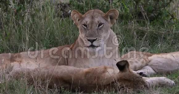 非洲狮子美洲狮母狮和幼崽肯尼亚内罗毕公园实时视频的预览图