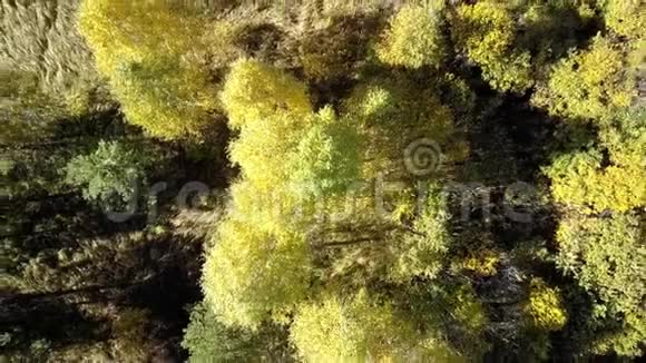 松树之间的黄桦林上升起了梧桐视频的预览图