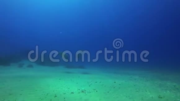 绿海龟配对海龟在游泳欢乐平静优雅的海洋生物和蓝海视频的预览图