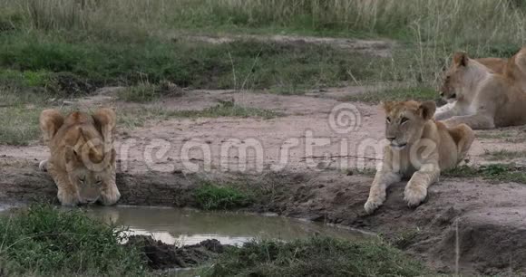 非洲狮子潘特拉狮子幼崽在水洞肯尼亚内罗毕公园实时视频的预览图