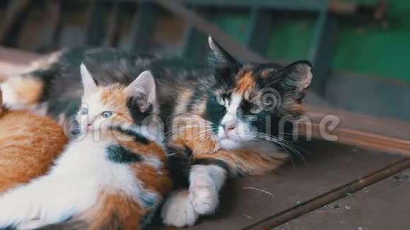 无家可归的野猫和护母猫正躺在垃圾街上视频的预览图