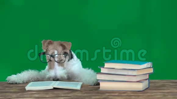 带眼镜的狐狸猎犬在看书在屏幕上视频的预览图