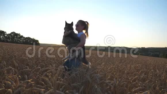 年轻的女人手牵着西伯利亚哈士奇狗在草地上的小穗间旋转快乐的女孩视频的预览图