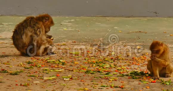 直布罗陀的巴巴里猕猴视频的预览图