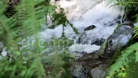 有瀑布的蕨类植物视频的预览图