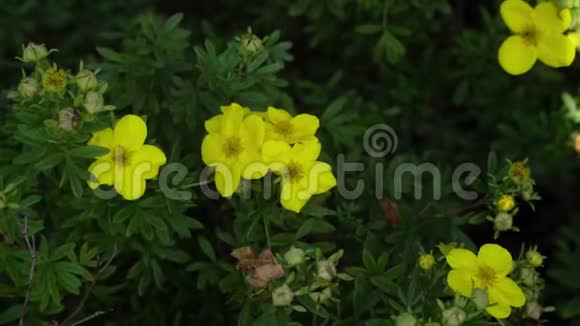 花的黄花特写花在风中移动的灌木丛植物学园艺背景视频的预览图