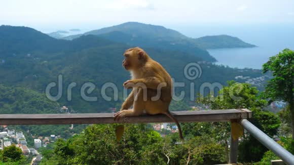 普吉山上的猕猴视频的预览图
