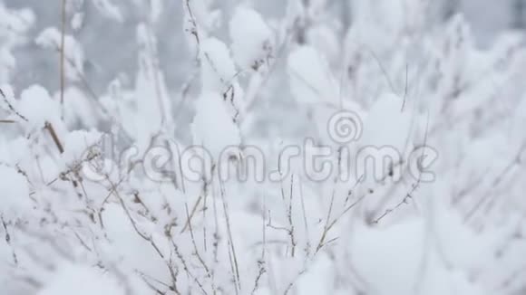 下雪了灌木丛的树枝上覆盖着雪视频的预览图