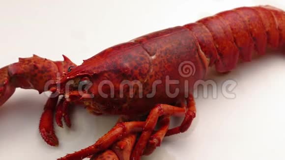 白色表面的红色龙虾视频的预览图