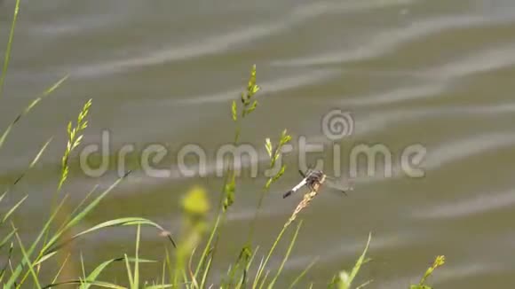蜻蜓飞离黑麦草视频的预览图