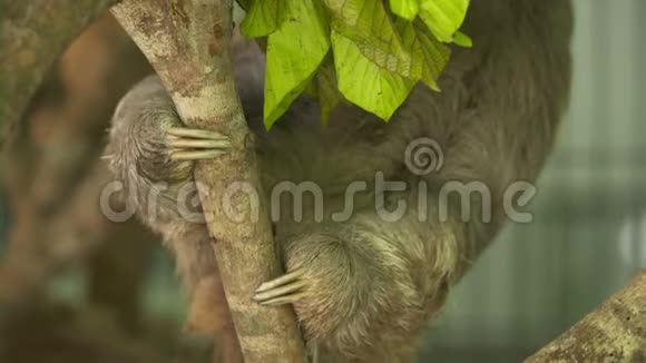 哥斯达黎加三趾树懒爬树视频的预览图