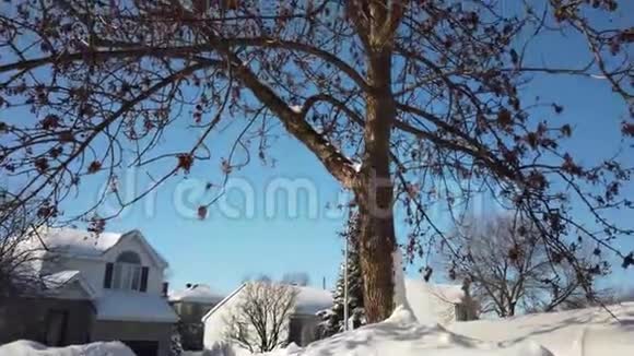 拉瓦尔加拿大魁北克2019年2月14日枫树冬雪风暴后加拿大住宅内冬季树木视频的预览图