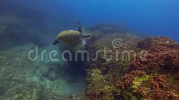 海龟绿海龟在珊瑚礁上快速游泳平静优雅的海洋生物视频的预览图