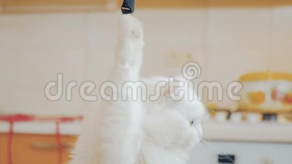 白猫玩皮带视频的预览图