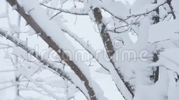 下雪了灌木丛的树枝上覆盖着雪视频的预览图