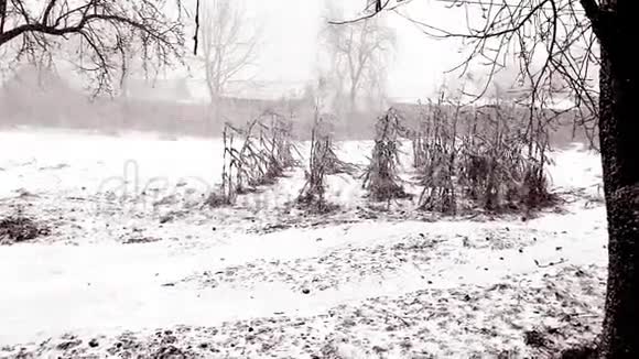降雪和冬天的开始新年的节日视频的预览图