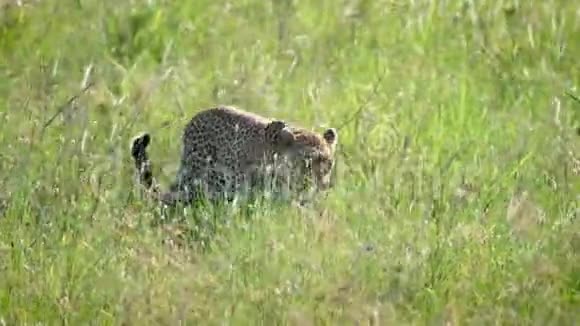 野豹在非洲大草原的高草中行走和躲藏视频的预览图