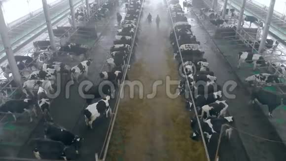 工人们走在牛棚里俯视图视频的预览图