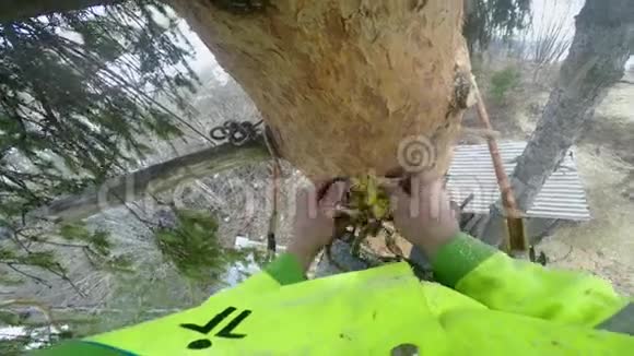 伐木工在锯树枝之前先给它打保险视频的预览图