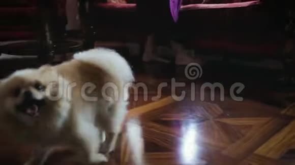 可爱的波美拉尼亚狗在家里跑着玩在女主人的脚边关门视频的预览图