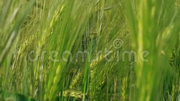 春日农场种植绿色黑麦的粮食头视频的预览图