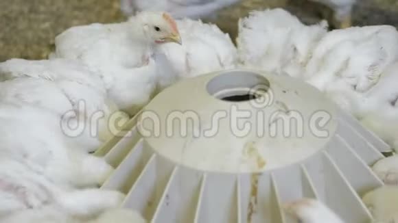 家禽养殖场的白肉鸡视频的预览图