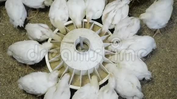 家禽养殖场的白肉鸡视频的预览图