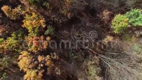 秋天的森林风光无人观赏秋天的树冠视频的预览图