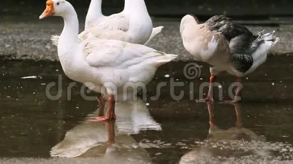 白羽鹅在潮湿的地面上捕食羽毛视频的预览图