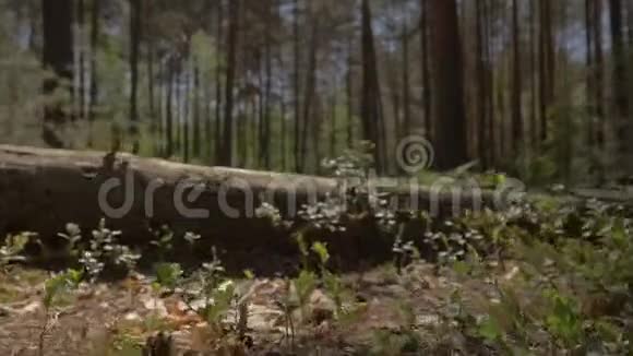 摄像机从地上移动飞过躺着的树躺在摄像机的路径上的树视频的预览图